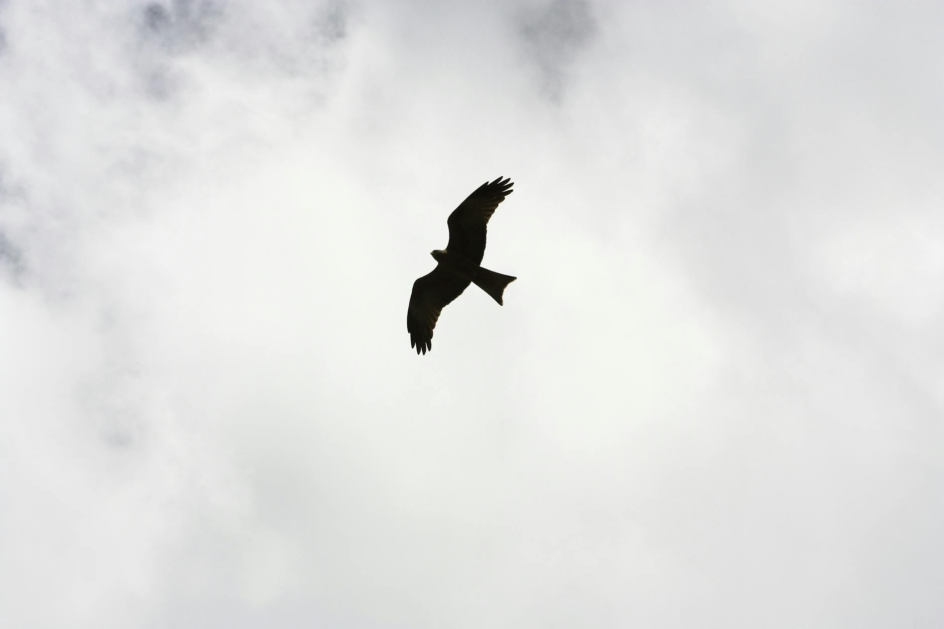 silhouette of bird flying